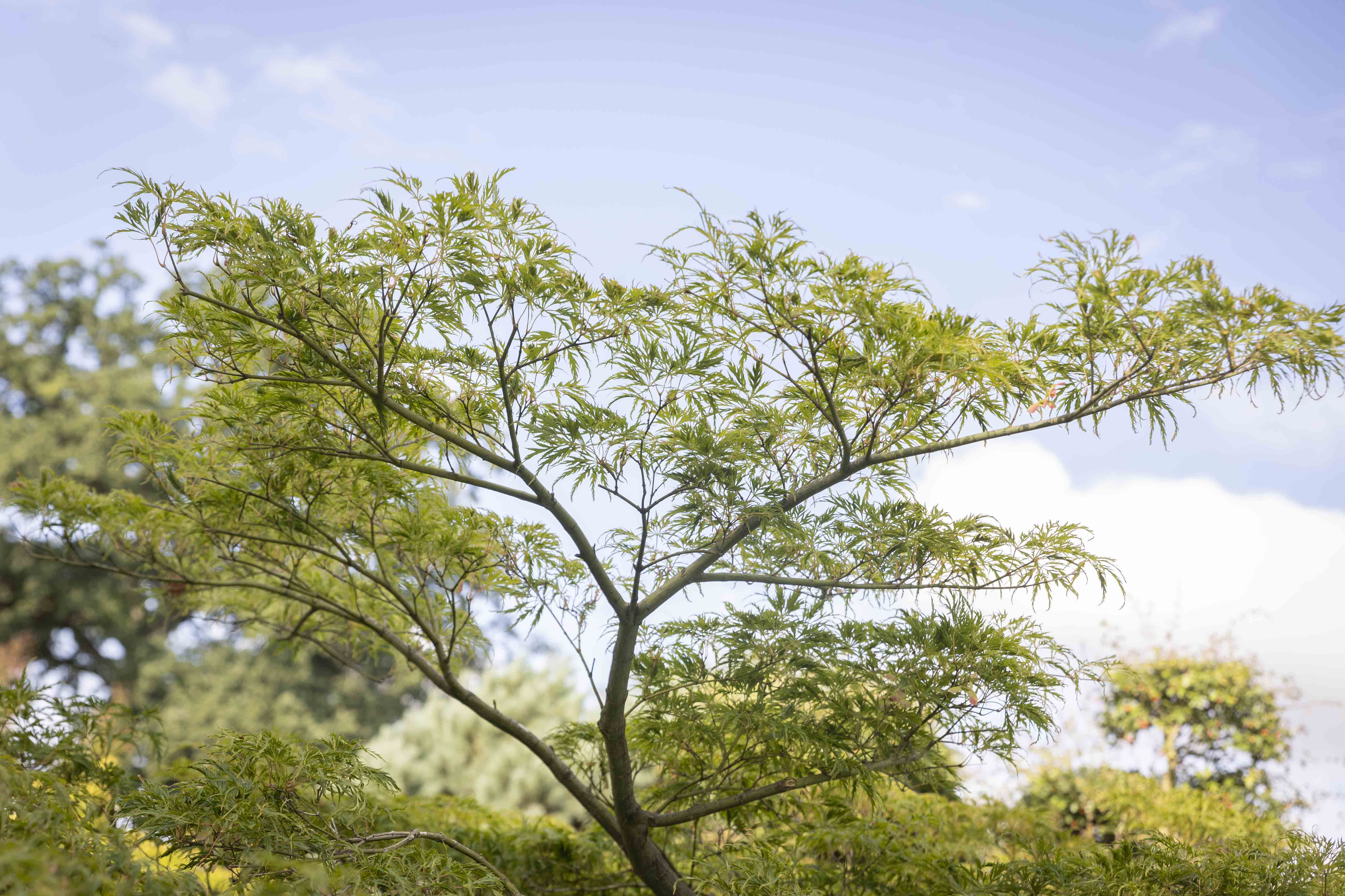 Acer palmatum 'Dissectum' Bonsai 